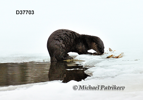 North American River Otter (Lontra canadensis)